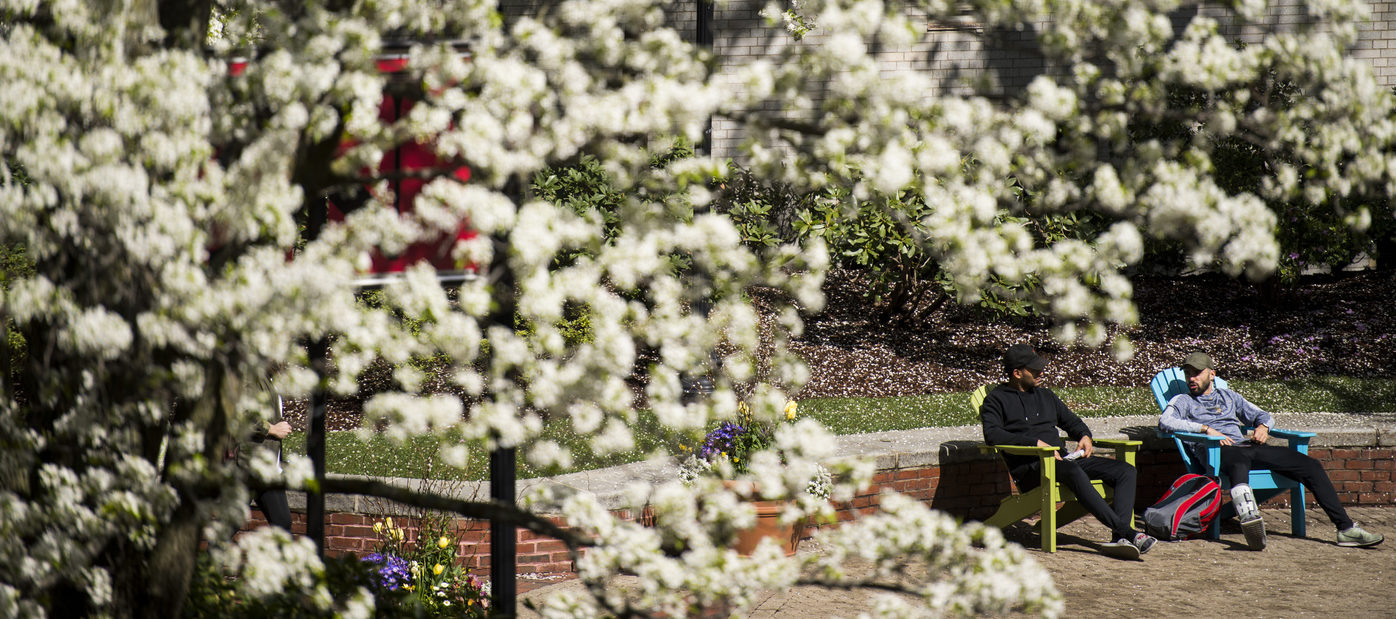 flowers blooming on campus